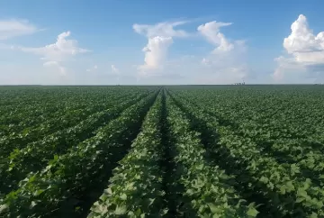 Experimento demonstra maior eficiência nutricional em soja com uso de Adubação Biológica no Rio Grande do Sul