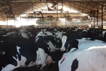 Estresse térmico em vacas leiteiras: dê um refresco para elas e para o seu bolso