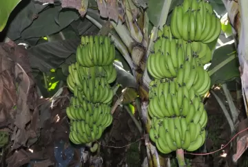 A importância da nutrição para a qualidade da banana e suas vantagens produtivas