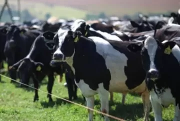 Como a causa da mastite afeta o desempenho reprodutivo das vacas?
