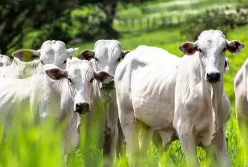 Importância do manejo nutricional na qualidade reprodutiva do rebanho