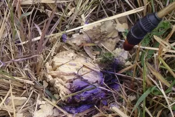 Controle localizado de plantas daninhas na seca: toco ou basal
