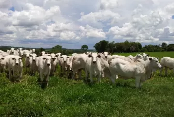 Após um longo período com seguidas altas, mercado do boi gordo fecha abril em queda