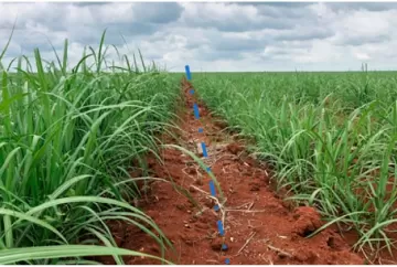 Bioestimulantes com tecnologia ítalo-japonesa fomentam produtividade e qualidade da matéria-prima da cana-de-açúcar