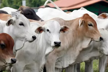 Bem-estar animal: muito além do conforto do rebanho