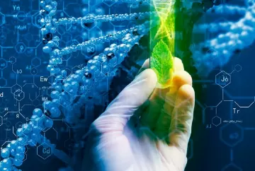 Biotecnologia aumenta a produtividade das culturas
