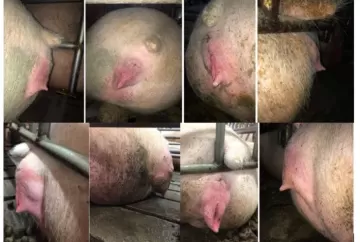 Incidência de prolapso em órgãos pélvicos em porcas: um problema real na indústria brasileira