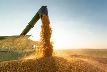 Final da colheita de milho no Brasil e expectativa para a exportação