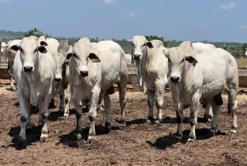 Polioencefalomalácia em bovinos