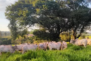 Selênio, cobalto e iodo são nutrientes essenciais na nutrição de bovinos