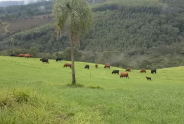 Pastagens de inverno - Parte 2