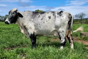 Estratégias para produção de leite na estação da seca em sistema a pasto