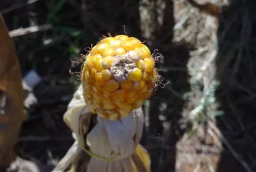 Extração e exportação de nutrientes em alguns híbridos de milho cultivados na safrinha de 2023 em Mato Grosso