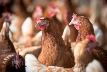 Levedura de etanol: a solução natural contra o estresse térmico em aves de postura