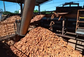 Dinâmica e desafios na cadeia agroindustrial da mandioca brasileira