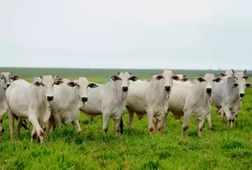 Potencial das pastagens brasileiras e o avanço na produção sustentável de carne bovina