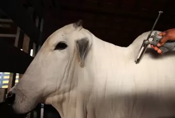 Brucelose bovina: uma doença que caminha para erradicação