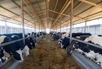 Evonik defende dietas de vacas leiteiras suplementadas com DL-Metionina protegida para melhor desempenho produtivo e qualidade do leite mesmo em dias de calor extremo