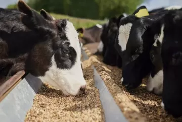 Alimentação de bovinos: boas práticas para uma pecuária eficiente