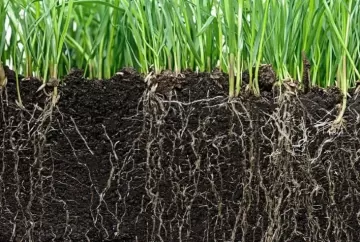 Microbioma do solo, sanidade e produtividade das culturas