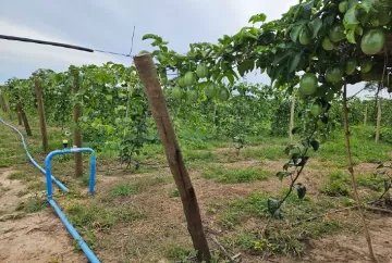 Fruticultura Irrigada é um importante vetor de desenvolvimento regional e inclusão socioprodutiva