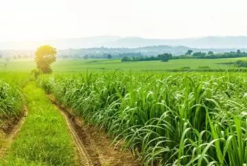 O que agricultor precisa saber sobre a cigarrinha-da-cana e seu controle