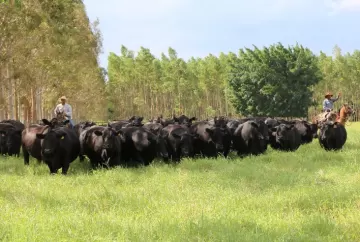 Desafios e perspectivas na pecuária de corte nacional