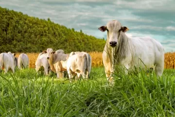 ILPF: a revolução verde que une lavoura, pecuária e floresta