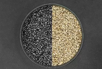 A importância da sanidade das sementes forrageiras e de cobertura na sustentabilidade da agricultura no brasil