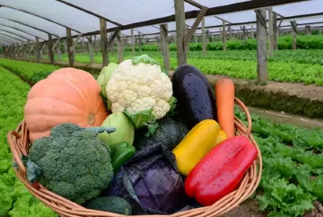 Desafios e caminhos da horticultura brasileira: inovação, integração e inteligência para o futuro do setor
