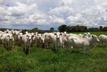 Ganho de peso diário durante a recria de bovinos de corte em pasto