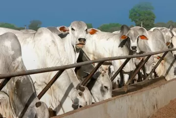 Manejo de dejetos e oportunidades