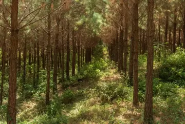 Pinus: o mais brasileiro entre os estrangeiros