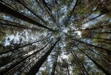 Setor Florestal: 2025, um ano que colocou à prova a resiliência do setor