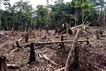 Novos prazos para adaptação à lei antidesmatamento da União Europeia: desafios e oportunidades para o Brasil