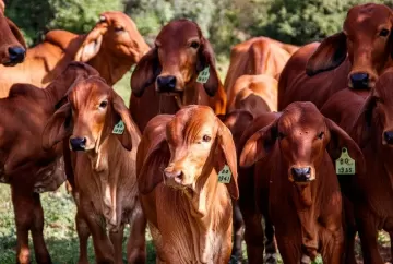 Exportações brasileiras de carne no primeiro bimestre de 2026: aceleração tática e a persistência dos gargalos nas cadeias globais