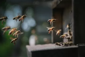 Melhores práticas globais na agricultura e conservação de polinizadores