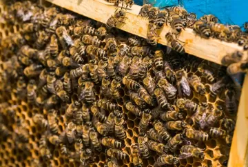 Capa do artigo: Efeito das variações bruscas de temperatura sobre colônias de abelhas (Apis mellifera) e estratégias para redução do impacto