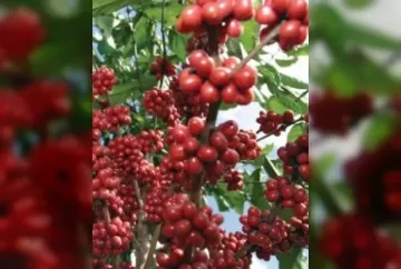 Controle biológico contribui para melhoria da qualidade e sustentabilidade do café brasileiro