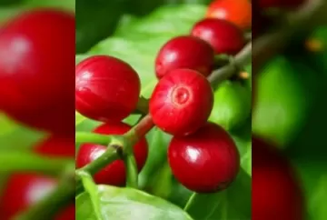 Minas Gerais responde por 50% da produção brasileira de café