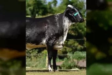 Parceria Rede Gado Bom do BASA é sucesso na produção de animais F1 em Cachoeiro de Itapemirim