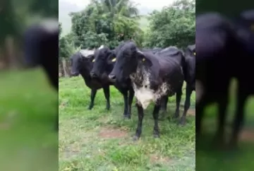 Fernando Levati da Fazenda Tapera é parceiro das Fazendas do BASA
