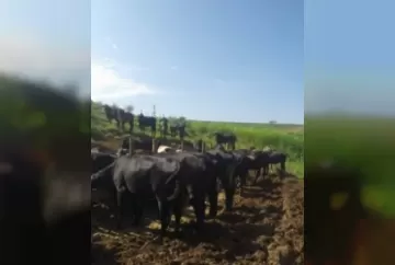 "Fazendas do BASA promovem parcerias através da Rede Gado Bom, e Zona da Mata se destaca na produção do Girolando Plus"