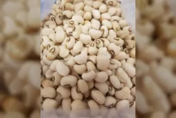 Experimentos atestam potencial de feijão biofortificado em Corumbá (MS)