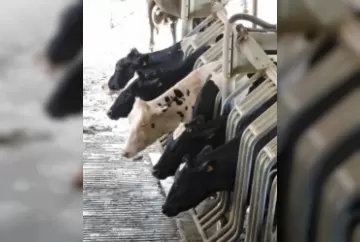 Mercado de leite brasileiro deve se recuperar neste ano, acreditam especialistas