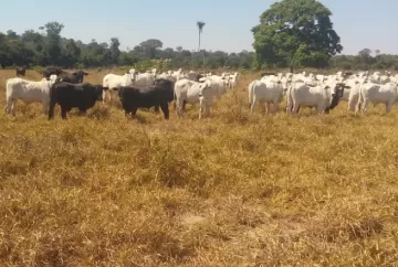 Nutrição: Suplementação na seca é estratégia para garantir lucro do produtor