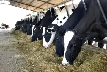 Pecuária de leite vive incertezas quanto ao preço de insumos