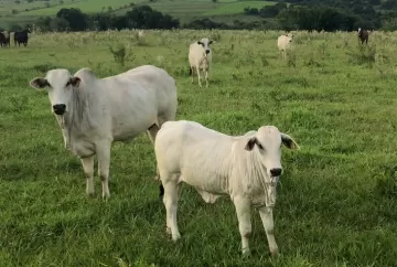 Manejo: Vai faltar bezerro nos próximos anos para reposição