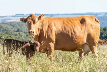 A raça Caracu prossegue na sua saga de melhorar geneticamente o rebanho brasileiro