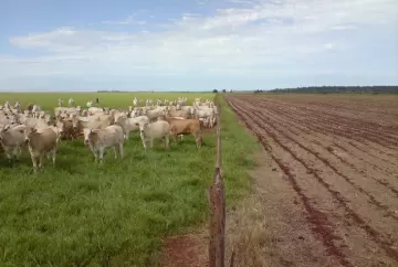 ILP é importante para diversificação da produção, diz pesquisador